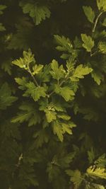 Full frame shot of fresh green leaves