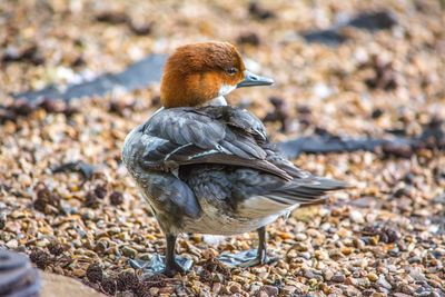 Close-up of bird