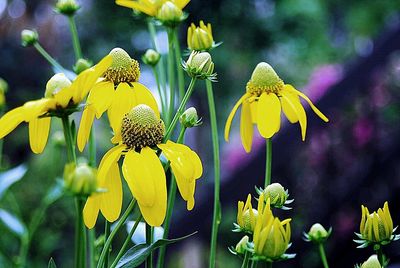 Close-up of yellow flowers blooming outdoors