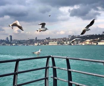 Seagulls flying over sea against cityscape