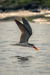 Bird flying over lake