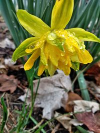 Close-up of wet yellow flower on field