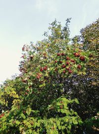 Low angle view of flowering tree against sky