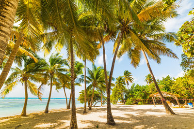 Palm trees on beach against sky