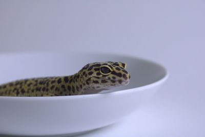 Leopard gecko on a white background