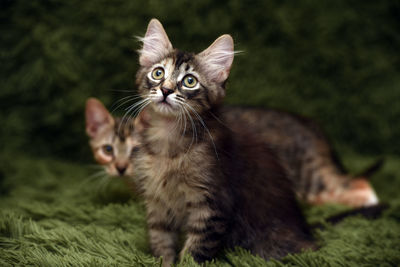 Portrait of cat on kitten