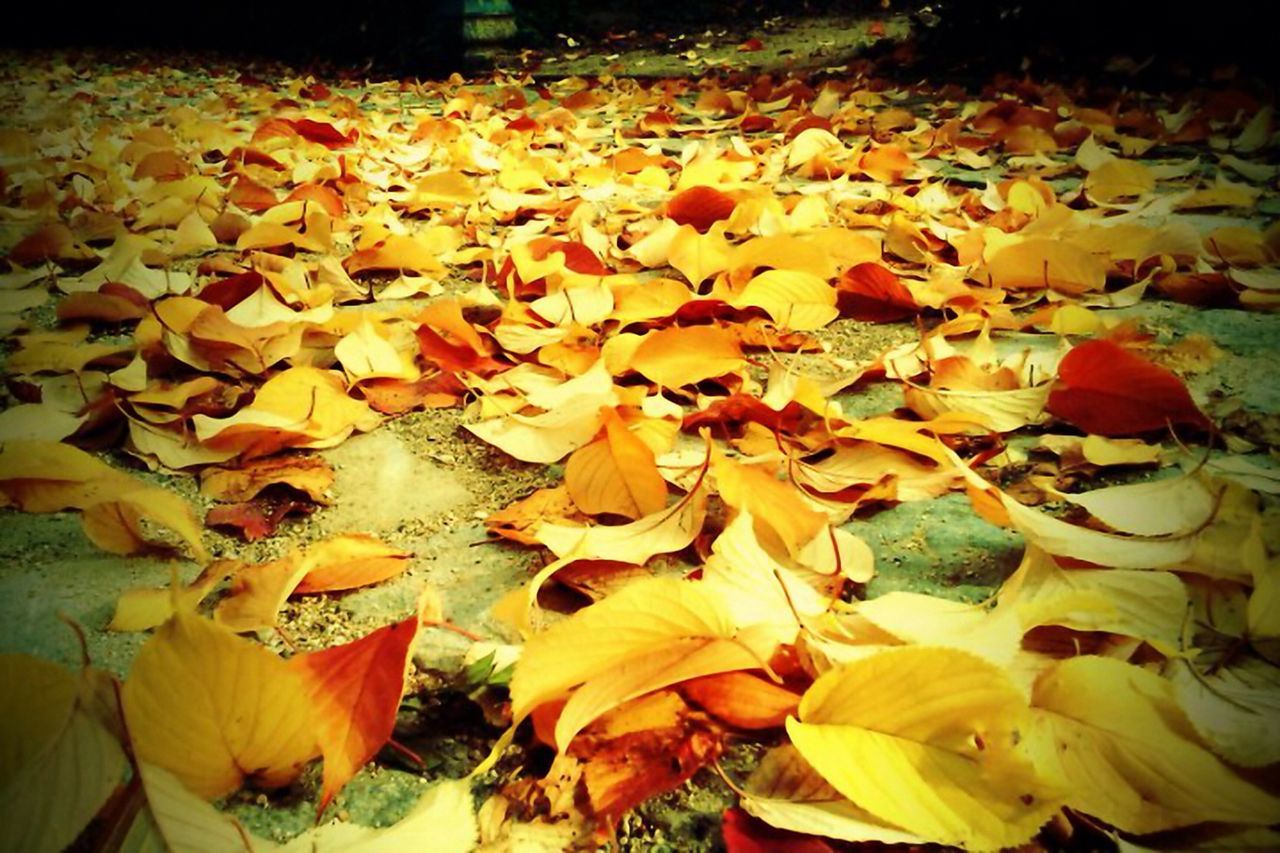 autumn, leaf, change, season, leaves, abundance, yellow, dry, fallen, nature, orange color, beauty in nature, large group of objects, fragility, growth, day, outdoors, no people, high angle view, falling