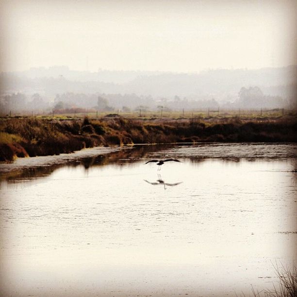 water, animal themes, lake, waterfront, bird, animals in the wild, tranquil scene, wildlife, tranquility, nature, one animal, scenics, reflection, beauty in nature, sky, copy space, river, clear sky, landscape, day