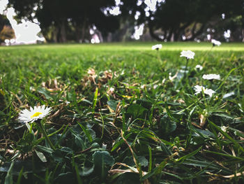 Close-up of flowering plants on land