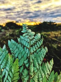 nature