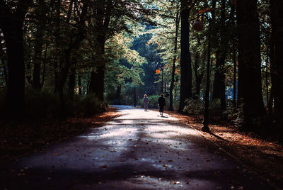 Trees in forest