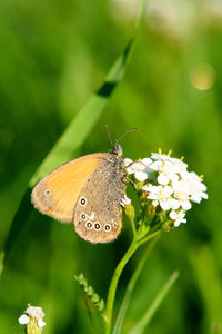 Close-up of butterfly pollinating on flower