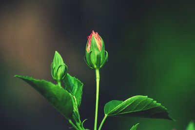 Close-up of flower bud