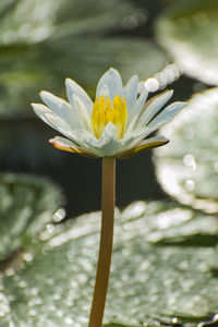 Close-up of white lotus water lily in pond