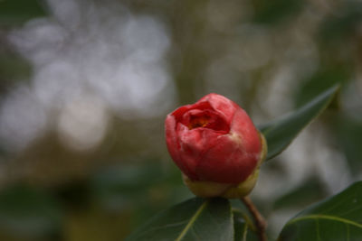 Close-up of red rose