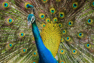 Close-up of peacock