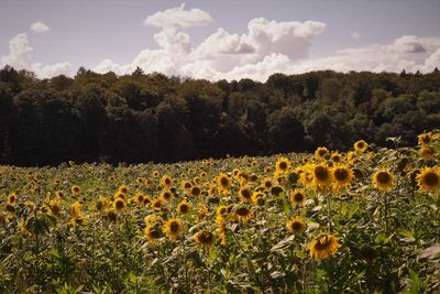 Close-up of yellow flowers growing on field against sky