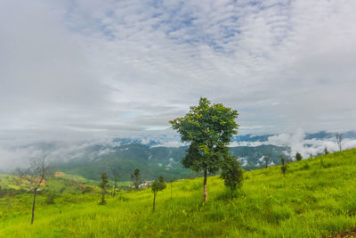 View of tree on landscape against sky