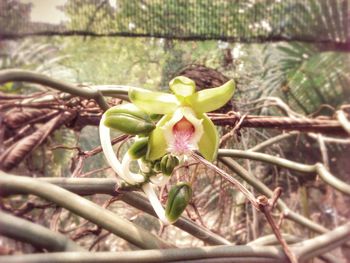 Close-up of plant