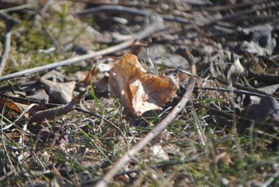 High angle view of lizard on field