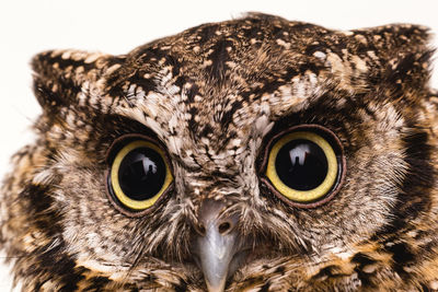 Close-up portrait of owl