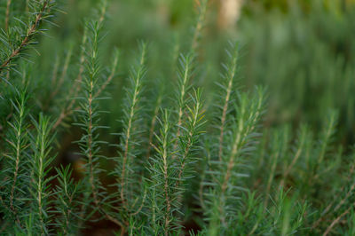 Planting sensory organic garden, rosemary herb plant with greenery needle-like leaves in backyard