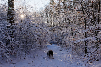 Dog walking on snow covered landscape