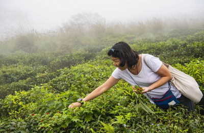 Woman picking wild strawberries in the highlands of sri lanka