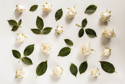 High angle view of flowering plants against white background