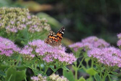 Butterfly pollinating on purple flower