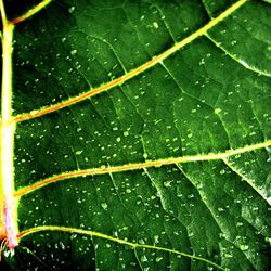 Close-up of water drops on leaf