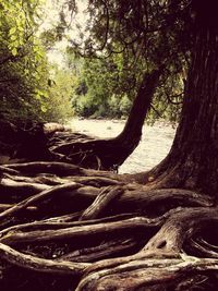 Trees in forest