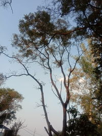 Low angle view of trees against sky