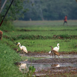 View of birds on field