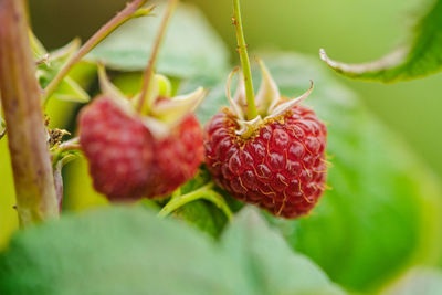 fruit