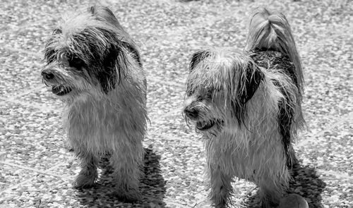 Close-up of dogs