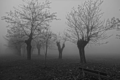 Trees in foggy weather