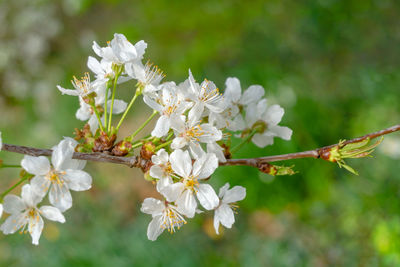 Close-up of white cherry blossoms in spring