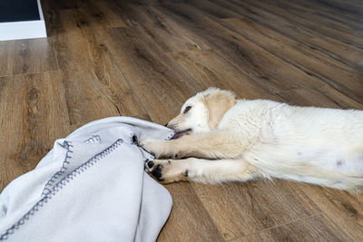 A golden retriever puppy lies on modern vinyl panels in the living room of the house and blanket.