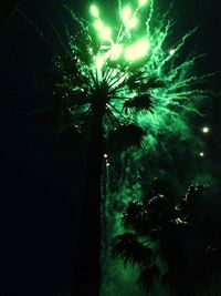 Low angle view of illuminated tree at night