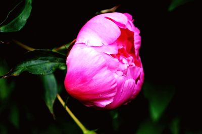 Close-up of pink rose flower