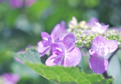 Close-up of purple flowering plant