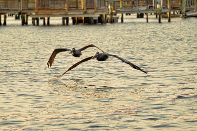 Pelicans  flying low over intracoastal waters