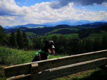 Dog looking away on mountain against sky