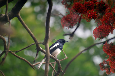 Bird perching on branch of flower