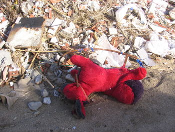 Close-up of red leaves