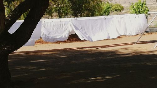 Table and trees