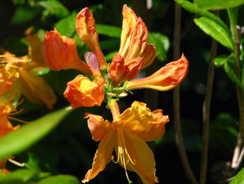 Close-up of orange flowering plant