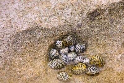 Close-up of shells on sand