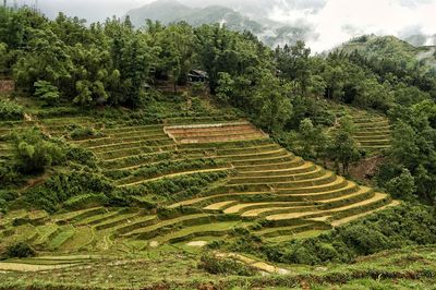 Vietnam sapa